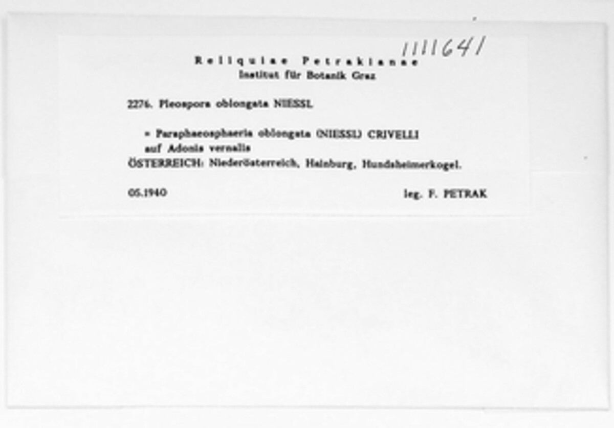 Chaetoplea oblongata image